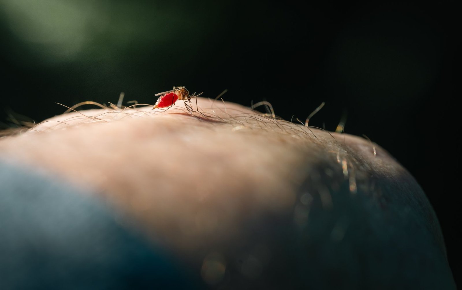 Interior de São Paulo concentra os maiores índices de dengue do estado em 2026